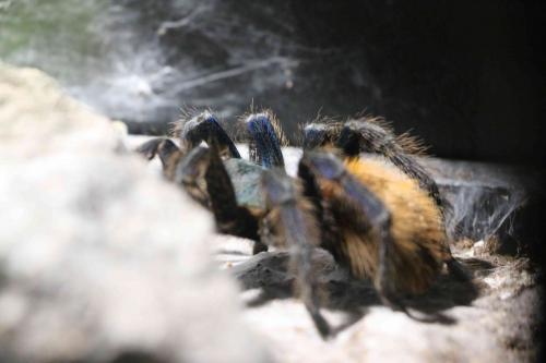 Chromatopelma cyaneopubescens